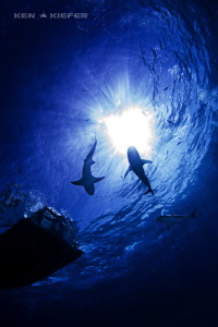 Reef Shark and a Lemon near the dive boat by Ken Kiefer 